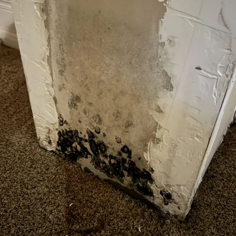 Professional Mold Removal in Lowell, AR